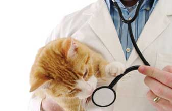 Clínica Veterinária Oscar Freire - Foto 1