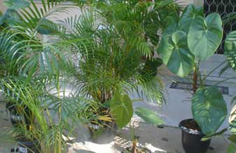 Jardim Paulista Comércio de Plantas Ornamentais - Foto 1