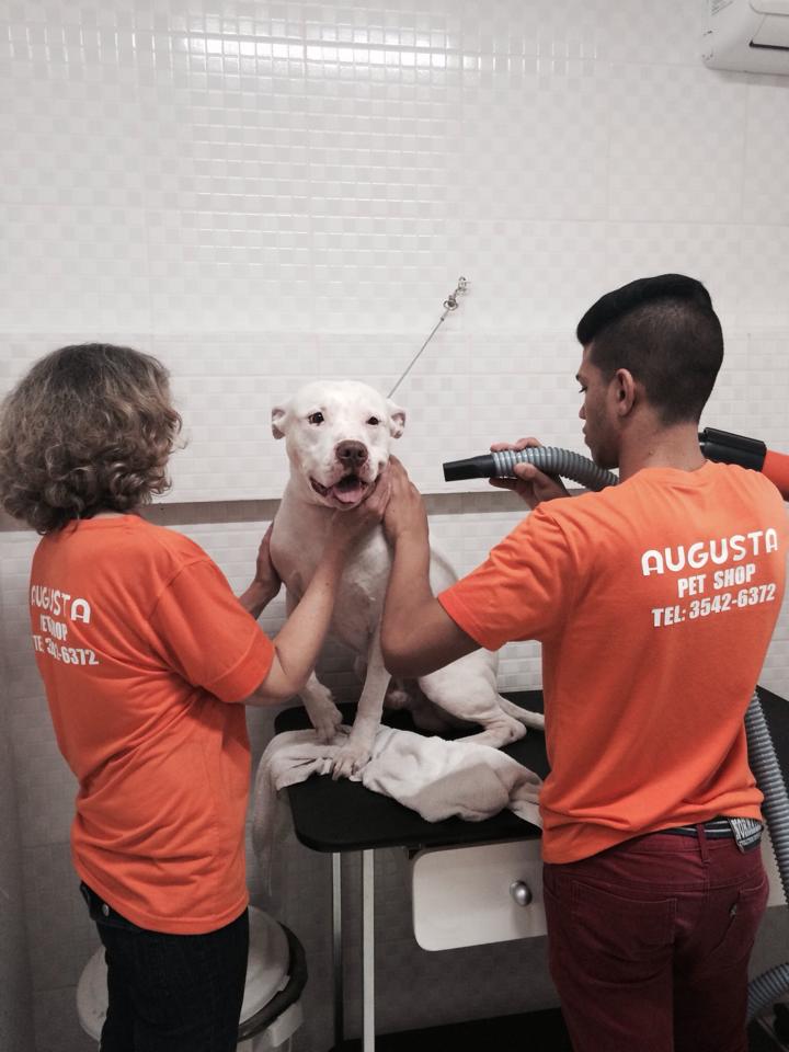Augusta Pet Shop - Foto 1