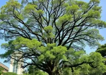 MASP planta árvore de jatobá na Avenida Paulista
